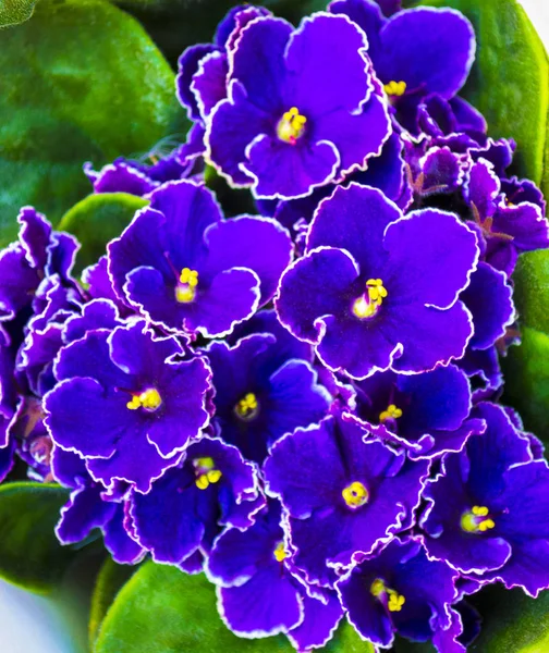 紫色の花 セントポーリア 花の背景 — ストック写真