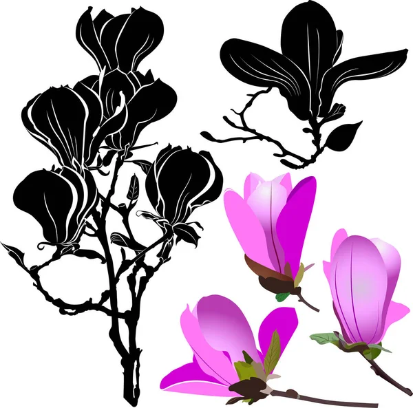 Ορίστε Magnolia Λουλούδια Που Απομονώνονται Λευκό Φόντο — Διανυσματικό Αρχείο