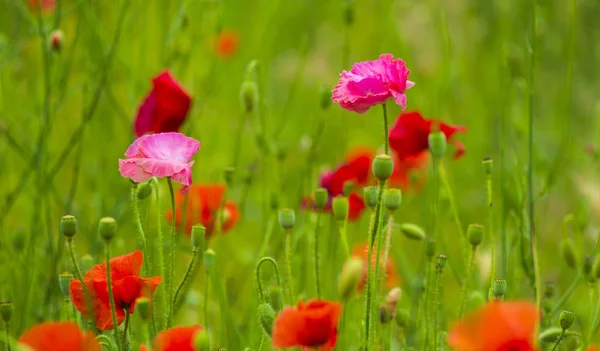 Field Poppies Background Flowers Poppies — Stock Photo, Image