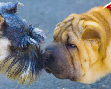 Minyatür schnauzer ve shar pei Köpek