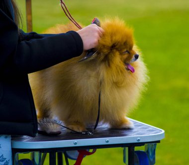 profesyonel damat gösteriden önce Spitz köpek bakmakta