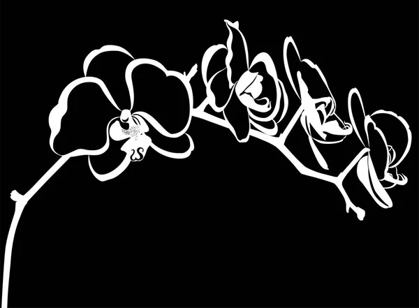 黒地に白い蘭の花 — ストックベクタ