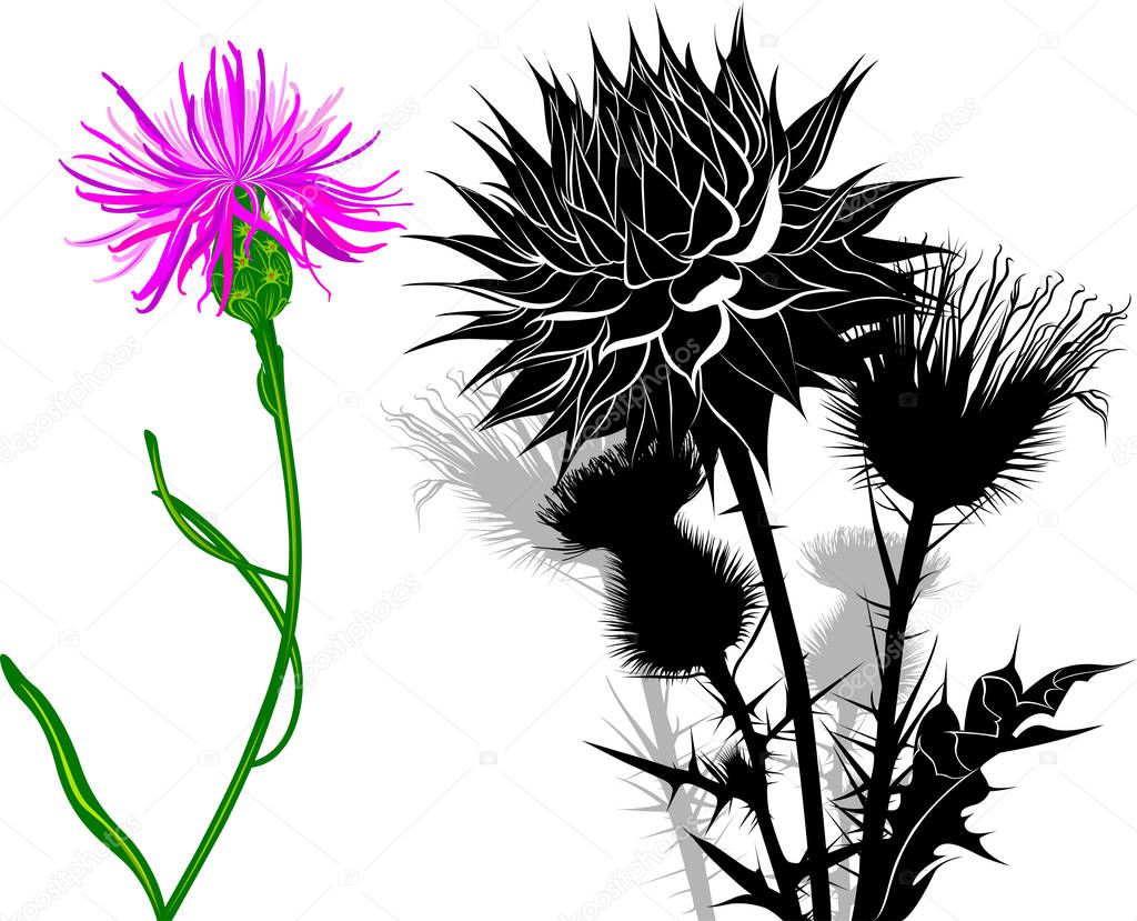 milk thistle flowers isolated on white background