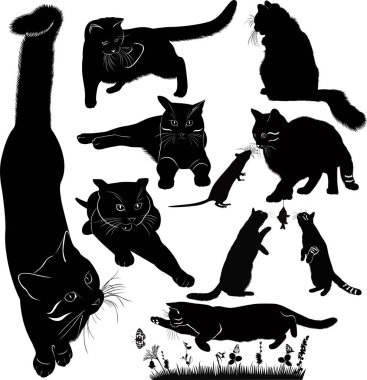 Beyaz arka plan üzerinde izole kedi güç kümesi