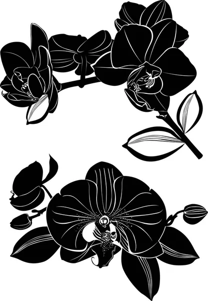 在白色背景上隔离的兰花 — 图库矢量图片