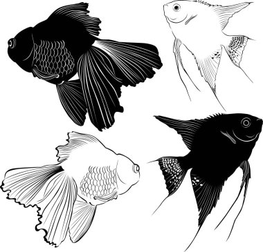 akvaryum balık seti