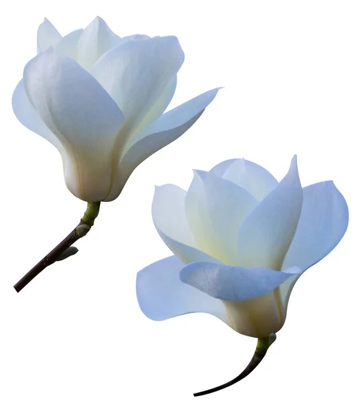 Magnolia Flower Isolated White Background — Stock Photo, Image