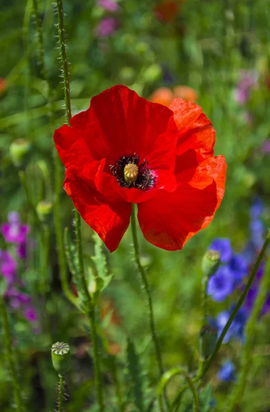 Fleur Pavot Rouge Sur Champ Vert — Photo