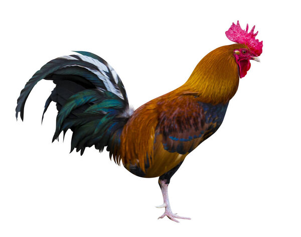 rooster isolated on white background