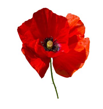 Kırmızı haşhaş beyaz arkaplanda izole edildi