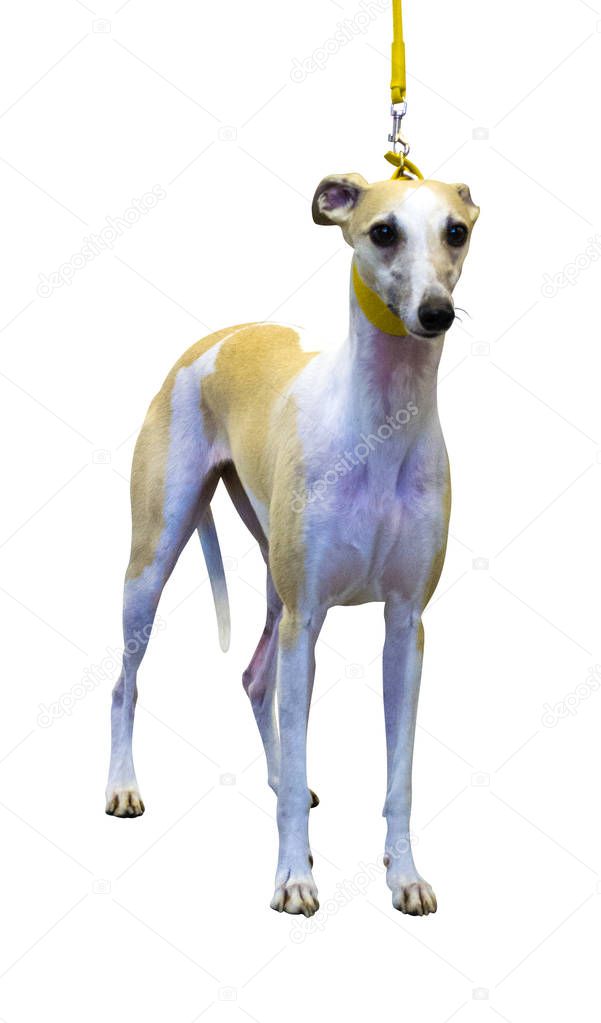 Italian Greyhound isolated on white background