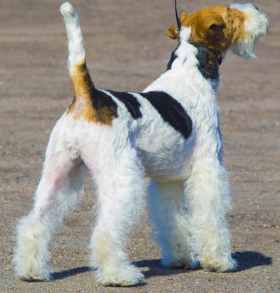 Fox Terrier Dog Perro Zorro Terrier Primer Plano —  Fotos de Stock