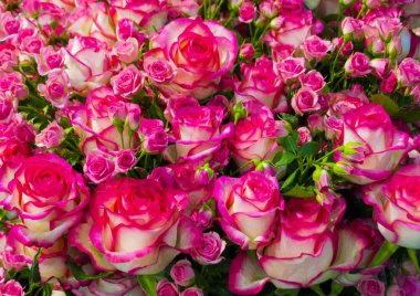 Kırmızı güllerin çiçek arkaplanı