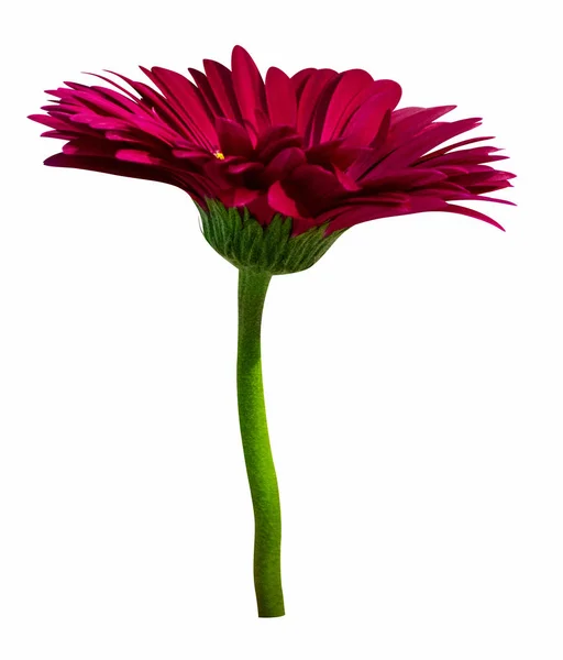 Цветок Красный Гербера Изолированы Белом Фоне — стоковое фото