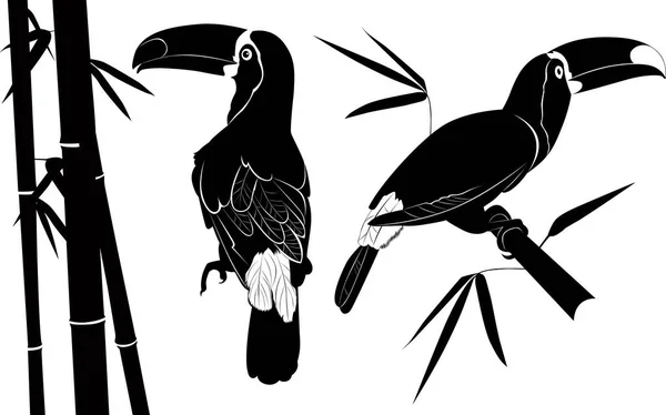 白色背景上的 Toucan — 图库矢量图片
