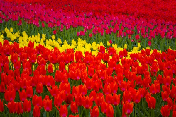 Blumen Hintergrund Bunte Tulpen Feld — Stockfoto