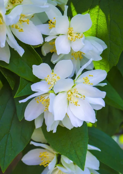 Snítka Jasmínových Květů — Stock fotografie