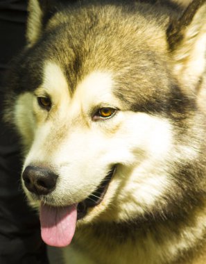 bir köpek malamute portresi