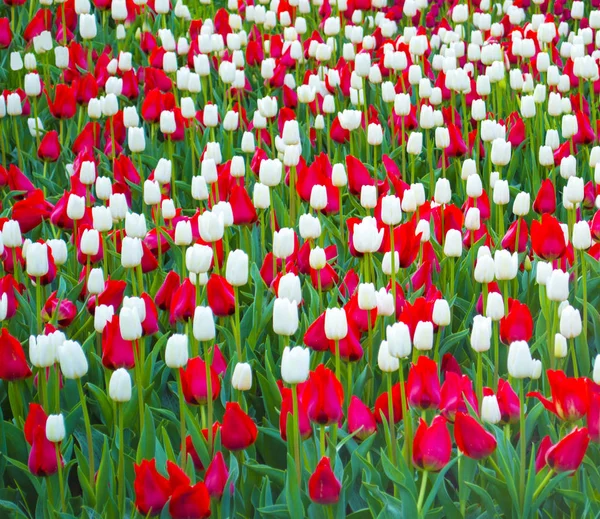 Blumenfeld Weiße Und Rote Tulpen — Stockfoto