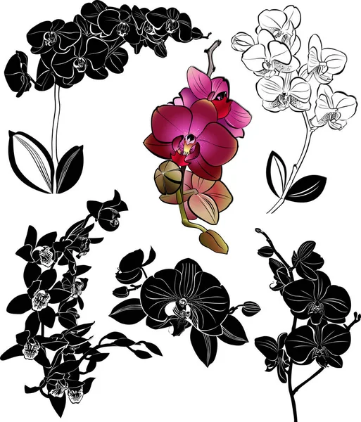 Set Orchids Flowers Isolated — Stock Vector