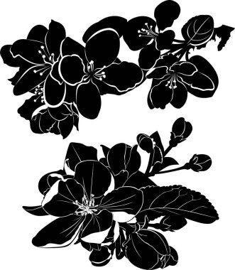 Elma çiçekleri beyaz arkaplanda izole