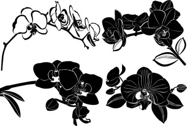 orkide çiçek izole ayarla