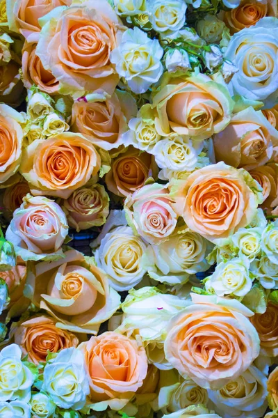 Fond Floral Roses Blanches Oranges — Photo