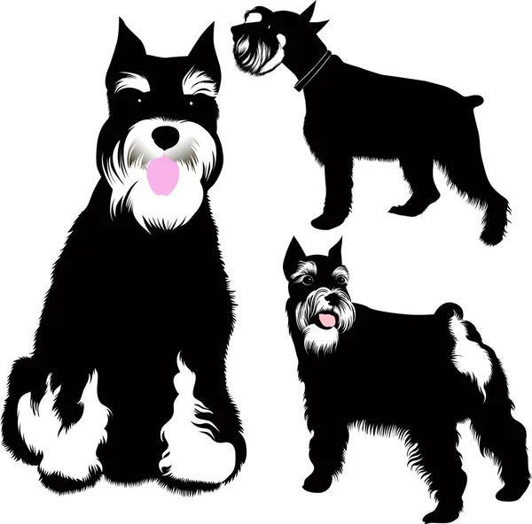 Ορίστε Μινιατούρα Schnauzer Σκύλων — Διανυσματικό Αρχείο
