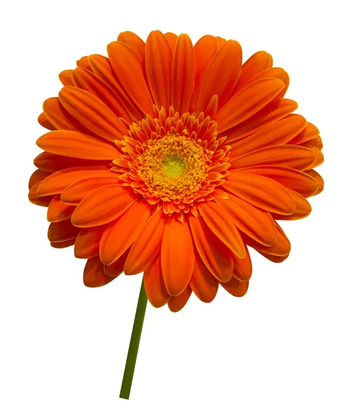 Gerbera สีส้ม ดอกไม้แยกกันบนพื้นหลังสีขาว — ภาพถ่ายสต็อก