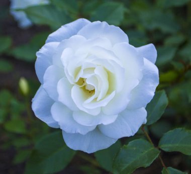 Beyaz gül çiçeği. Yaklaş.