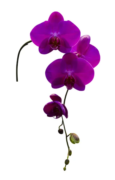 Sprig of flowers of purple orchid isolated on white background — Stock Photo, Image