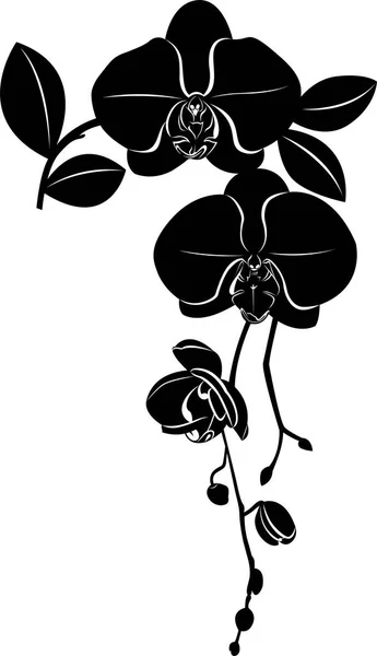 Květy Orchideje Izolovaná — Stockový vektor