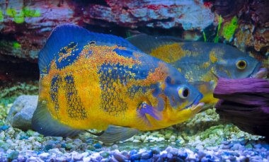 Astronotus ocellatus. Oscar balık sualtı Yüzme