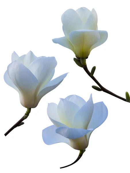 Magnolia flower isolated on white background — Stock Photo, Image