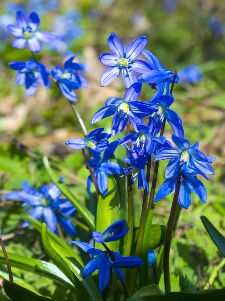 Chute de neige bois printemps — Photo