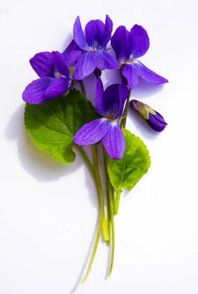 Buquê de violetas isoladas sobre fundo branco — Fotografia de Stock
