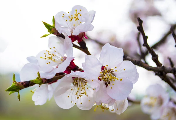 Rameau d'abricot en fleurs — Photo