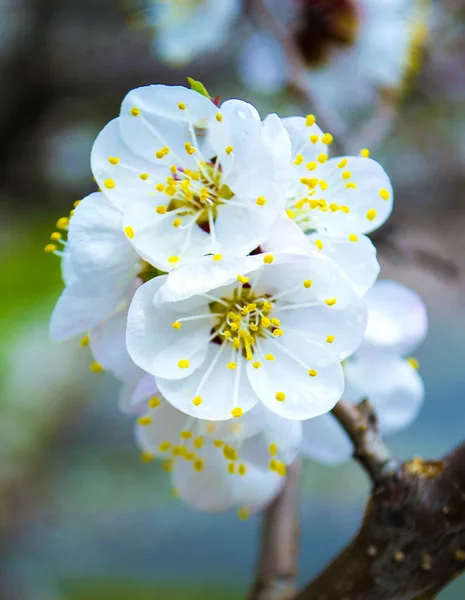 Rameau d'abricot en fleurs — Photo