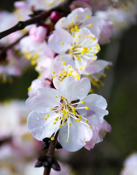 Rameau d'abricot en fleurs. fleurs de printemps — Photo