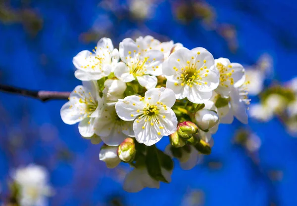 Rameau d'abricot en fleurs contre le ciel — Photo