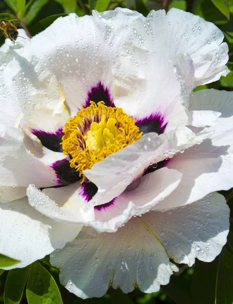 Bunga peony putih dengan embun tetes dekat — Stok Foto