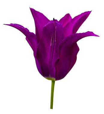 beyaz arkaplanda izole edilmiş mor lale