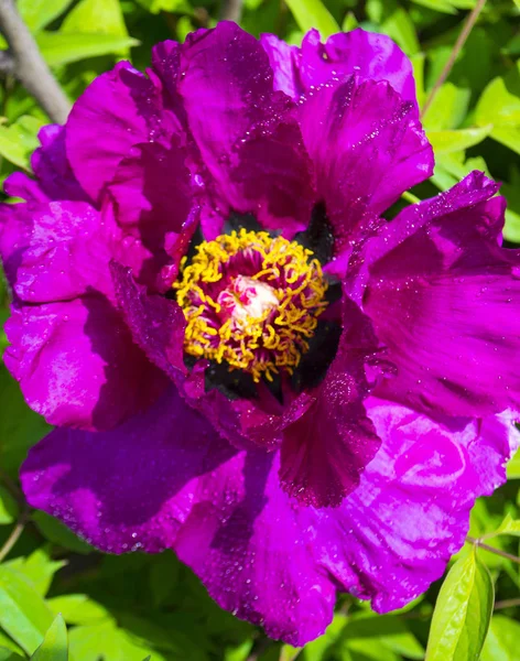 Fleur de pivoine rouge avec gouttes de rosée proche — Photo
