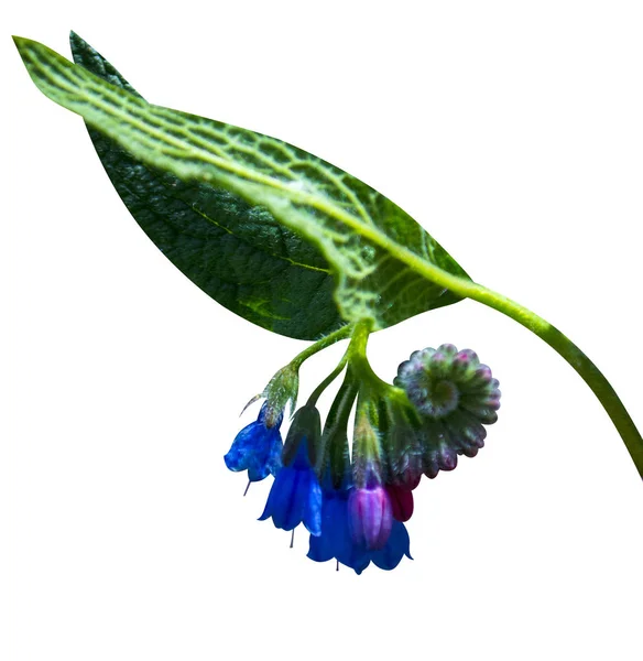 Smeerwortel (Symphytum officinale) bloemen van een gebruikt in de organische Medi — Stockfoto