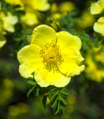 Gül kalçalarındaki sarı çiçekler