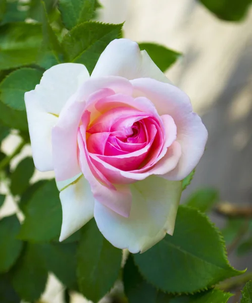 Różowe róże w ogrodzie — Zdjęcie stockowe