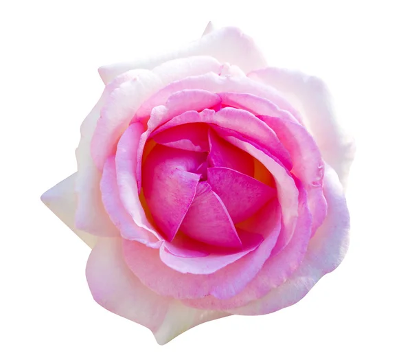 玫瑰花孤立在白色背景 — 图库照片