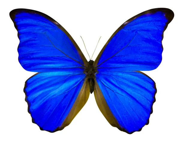 Mariposa azul aislada sobre fondo blanco — Foto de Stock