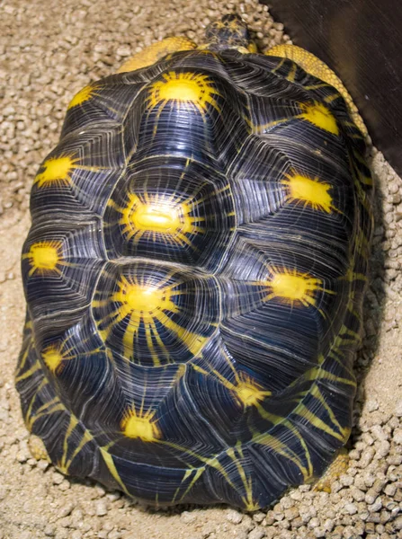 A teknős Shell teknős közelről — Stock Fotó