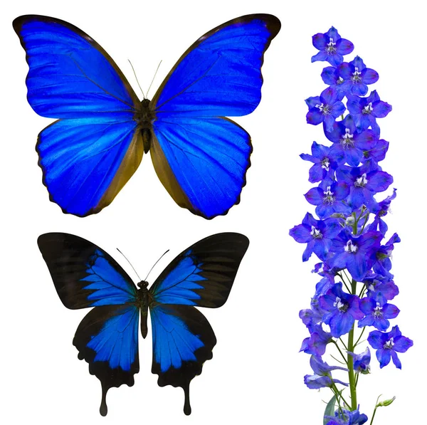 蓝色蝴蝶，白色背景隔离 — 图库照片